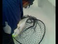 Striper bass fishing april 20 2008 2nd catch Striper bass fishing april 20 2008 2nd catch