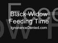 Black Widow Feeding Time