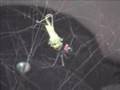 Black Widow Feeding Time