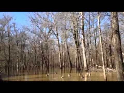 Timber - Watch as we land a monster group of mallards and tear into em!!!