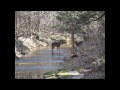 Deer vs Dog