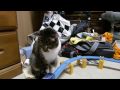 （登場から50年）愛猫と遊ぶプラレール・・・・・・・・＾＾；