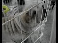 Exposi��o de cachorro 2