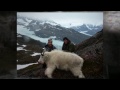 Alaska Mountain Goat Columbia Glacier 2012