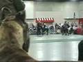 2008 GDCA Nationals Winners Dog Part 2 of 3