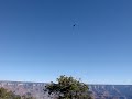 Grand Canyon Adventure - Oh to be a Flying Bird!