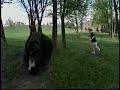Old Man Chase Old Man Chase