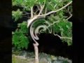 Video, Poem, life and the tree by Randy Leon Brown