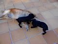 Pancho y los demas perros en Ibiza