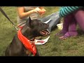DOGGIE PARADE