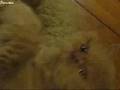 videos de Fevronia
