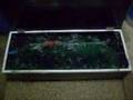 my koi spawning