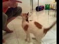 Smart cat