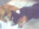 Zaga e dog
