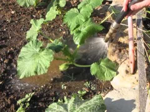 how to transplant butternut squash