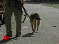 a family dog brought home a child's severed foot, but searchers combing surrounding woods in northwest alabama found no signs of any other remains and don't know where the child might be.  (sept. 22)
