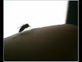 Stechm�cke