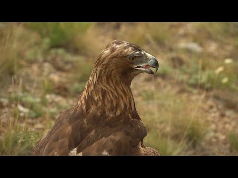 Abenteuer Kasachstan: Falkner Vladimir und sein Gefhrt ...