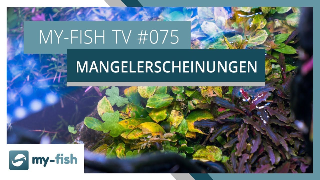 Nährstoffmängel an Aquarienpflanzen erkennen | my-fish TV #075