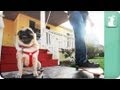 Stop Motion Skateboarding Pug