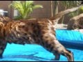 Merlin-Cat---Good-Vibes