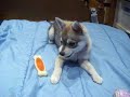 Playing with a Bone