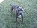 New puppies www.bluenosepitbulls.us www.bluenosepitbulls.us MissouriBlues is a family-owned kennel dedicated to raising only the highest quality Blue Nose Pit Bulls and promoting education on, and the well being of, pit bulls. Simply put, we are animal lovers and pit bull connoisseurs hoping to promote this beautiful breed, and help the public at large better understand them. At Missouri Blues, our focus is aimed towards breeding Blue Nose Pit Bulls that exemplify the defining characteristics that make them such a desired and respected companion. Whether youre hoping to learn more about the broad breed that is the American Pit Bull Terrier and why they make such desirable pets, or are looking into adding a Blue Nose Pit Bull as a member of your family, you have come to the right place. Feel free to browse our video gallery, and learn more about our puppies and services. This is tantrum he is 3 years old. Blue Nose Puppies will be available for sale at www.bluenosepitbulls.us