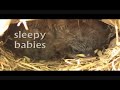 From egg to empty nest