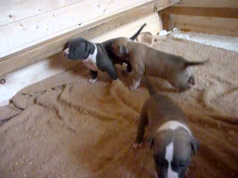 blue pearl terrier