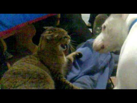 dogo argentino vs puma