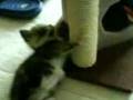 videos de sweet kitten