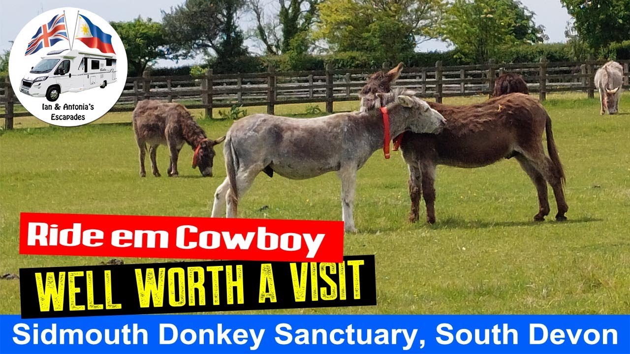 The Donkey Sanctuary, Sidmouth, South Devon.
