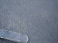 videos de sk8 with diego and ema xD.