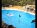 delfines