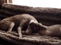 Havana and Diva playing by the X-mas tree