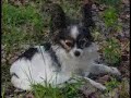 A Papillon finds her place in the...
