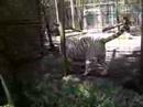 White Tiger