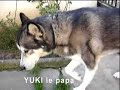 MALAMUTE PUPPIES _ chiots malamute \" khaled bako \"
