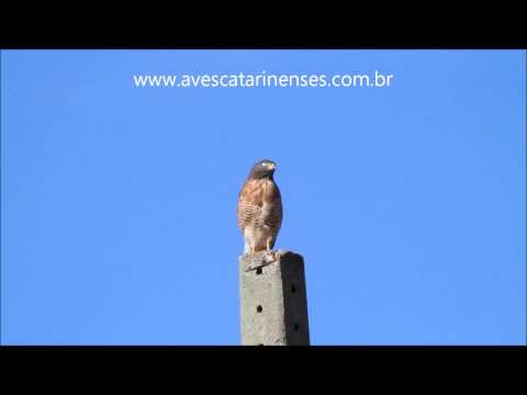 Gavião-carijó - Cristiano Voitina