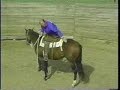 Young Horse Management: Riding a Young Horse for 1st Time