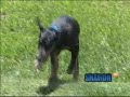 VON BORGHEN KENNEL VON BORGHEN KENNEL