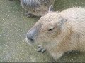 Singing Capybaras