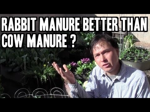how to harvest rabbit urine