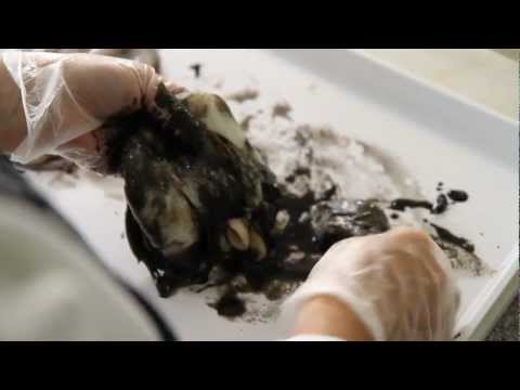 how to properly cook octopus