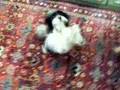 Coton