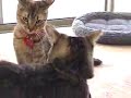 Crouching Tiger, Hidden Kitten