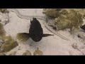 Bonaire - crazy critters!