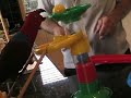 Training Session, Parrots - part 1