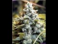 Marihuana