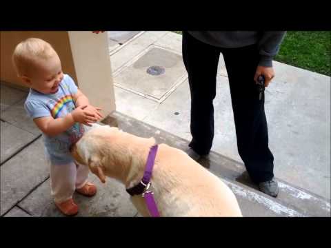 Baby Getting Kisses from Yellow Labrador Retriever Baby Getting Kisses from Yellow Labrador Retriever